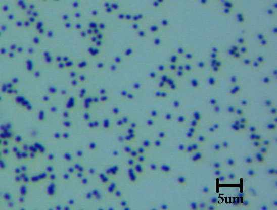 40x Objective Dark Field of 1500nm Spherical Gold Nanoparticles on Glass Slide